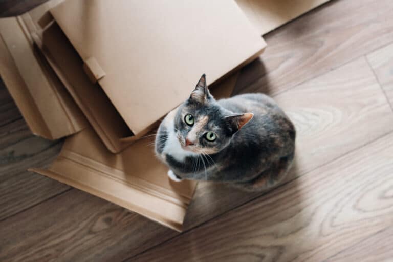 Chat s'habitue à déménagement nouvelle maison